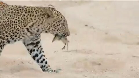 Little gosling amazingly escapes deadly jaws of leopard