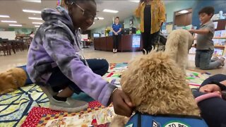 Therapy dogs helping school age children