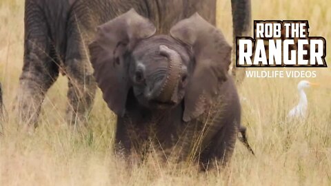 Amboseli Elephant Herd With Small Calf Moving To The Swamp | Zebra Plains Safari