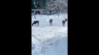 Feeding apples to the deer - Winter in Montana 2022
