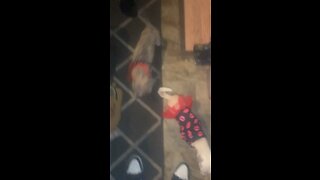 Chihuahua fights Pit Bull Puppy Pt. 1