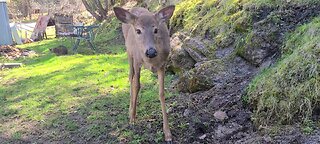 The deer and my cat ignore each other