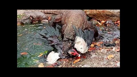 Latest: How Komodo Dragon Catches & Swallows Live Wild Ducks