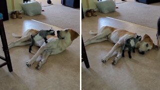 Baby goat uses patient doggy as its personal playground