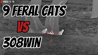 9 Feral Cats, Do They Have 9 Lives (Secret - No They DON'T) #hunting #shooting #pestcontrol #notpets