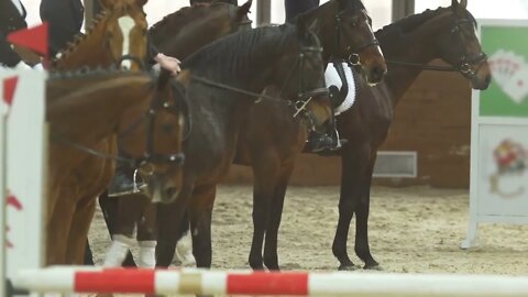 Equestrian riders participants of riding competition on bay stallions in the equestrian arena