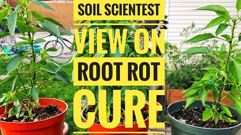 ROOT ROT 101! A SOIL SCIENTIST SOLUTION-PREVENTING & TREATING ROOT ROT | Gardening in Canada