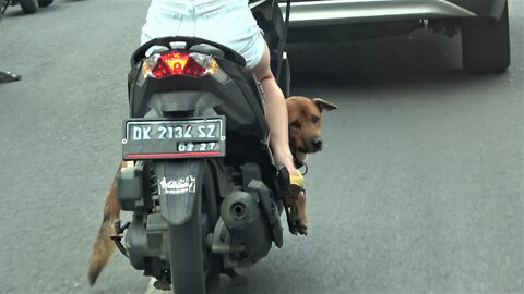 Dog happily rides on scooter through busy streets of Bali
