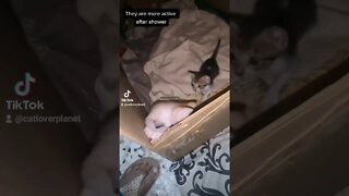 Tiktok Viral Kittens 😂 - Kittens trying to escape from their Box Cutest Kitten Short Video