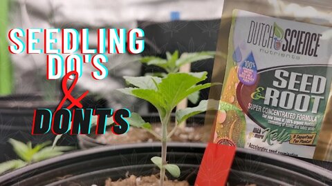 Cannabis Seedling Care Tips for SUCCESS