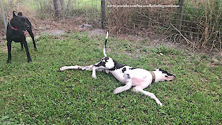 Funny Great Danes Love To Sniff, Roll and Run Zoomies