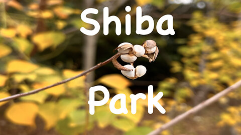 Shiba Park, Tokyo, Japan Autumn Leaves 芝公園紅葉 November, 2022