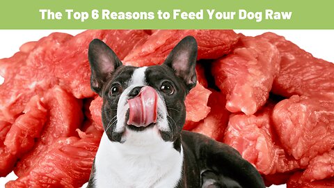 The Top 6 Reasons to Feed Your Dog Raw Origins Raw Dog Food
