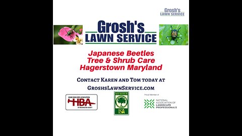 Japanese Beetles Hagerstown Maryland Lawn Care