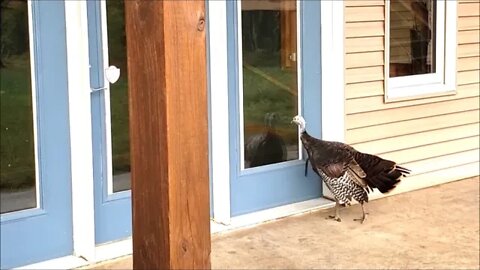 Wild turkey attacks reflection! Moving so slow I am imperceptible!! Country living @Kapper Outdoors