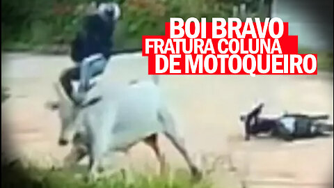 Motoqueiro é atacado por boi e fratura a coluna | Wild ox attacks motorcyclist | Jornalismo Verdade