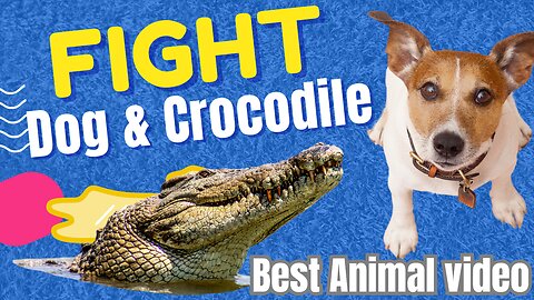 "Unlikely Showdown: Hilarious Dog vs. Crocodile Battle!" Funny Animal video 2023