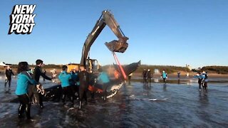 15-ton problem! Two humpback whales rescued in Argentina