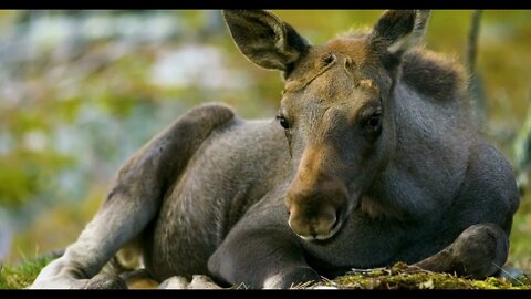 Close-up of a young moose calf on the forest floor