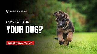 How to Train Your Dog? | Must Know Tactics | Techniques by Professionals | 2023