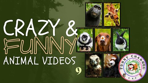 Funny Animals 9 | Funny Channel