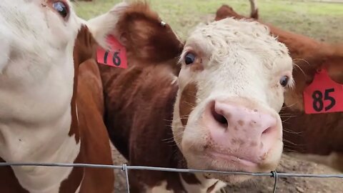 Meeting the cows and party down...