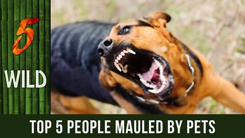 Top 5 House Pets That Attacked And Mauled Their Owners | 5 WILD