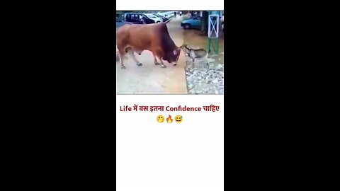 bull fight comedy