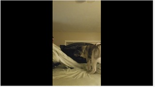 Akita "helps" owner make the bed
