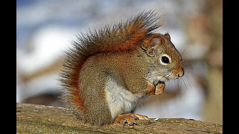 Gray squirrel eating on top of a tree 2022