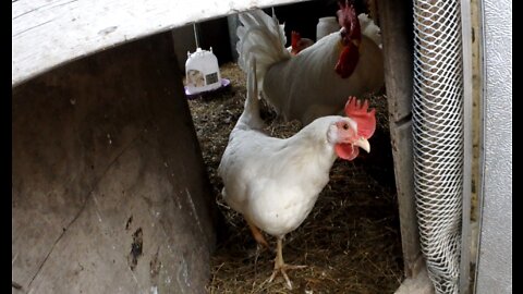 Leghorn Chickens on a Warm Day after Winter