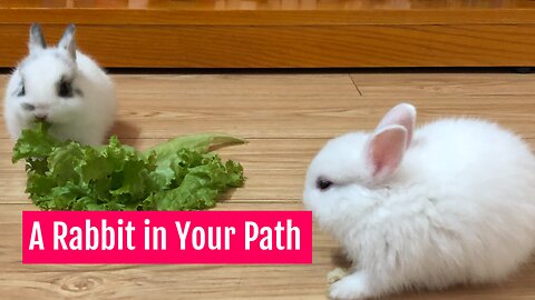 A Rabbit in Your Path
