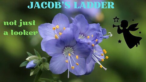 Jacob's Ladder - Not Just a Looker