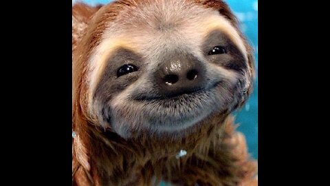 Cute and Funny Sloths - Funny Compliation