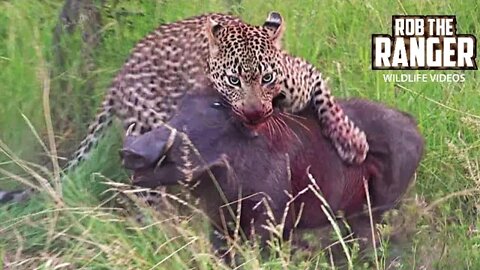 Hyena And Leopard Share A Warthog!! | Rare African Safari Sighting