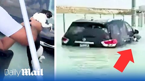 Grateful Cat saved from Dubai flood while clinging to a car door handle