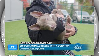 Support Animals // Denver Dumb Friends League