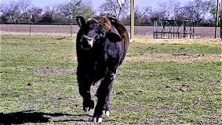 Rescued cow rolls with sheer joy at his forever home