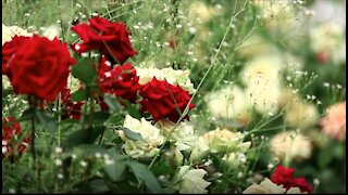 Roses bouquet closeup