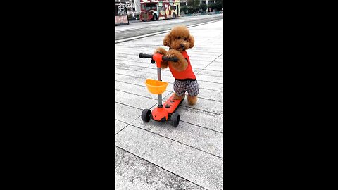 Scooter dog