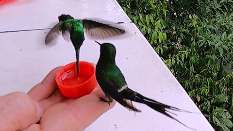 Tiny Hummingbirds Trustingly Perch On Human Hand To Sip Nectar