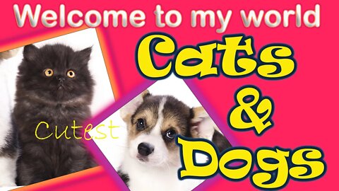adorable cats with dogs funny dogs #Petsandwild #adorablecats #adorabledogs