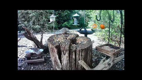Bath Time for the Gray Catbird Followed by an Oriole Visit