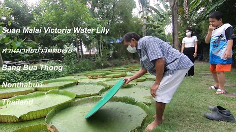 Suan Malai (สวนมาลัยบัววิคตอเรีย) Victoria Water Lily at Bang Bua Thong in Nonthaburi Thailand