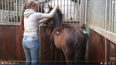 Teaching Horses The Wrong Lesson - This Is A Very Bad Way To Teach A Young Horse To Accept Grooming