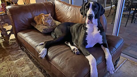 Laid Back Great Dane & Cat Cuddle Up For A Nap