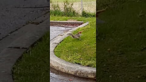 Pizza Squirrel 1