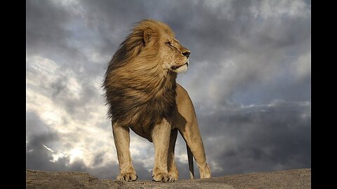LionPride #RoarWithCourage #WildBeauty #MajesticLion #SafariSightings