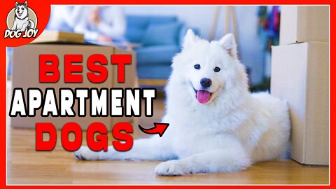 City Dogs - Best Dogs for Apartments