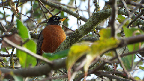 American Robin